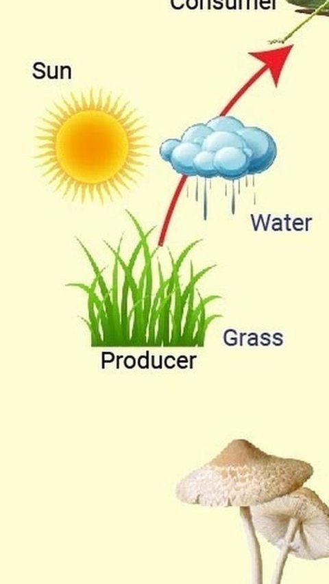 Pengertian Jaring-Jaring Makanan, Begini Contohnya Mulai dari Darat hingga Air Tawar<br>