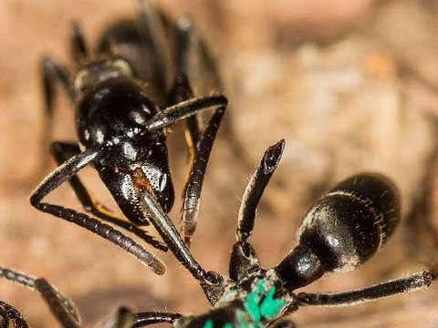 This Type of Ant Can Heal Itself from Death with Its Saliva