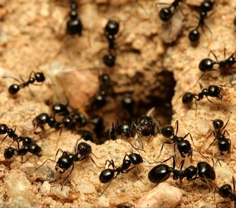 This Type of Ant Can Heal Itself from Death with Its Saliva