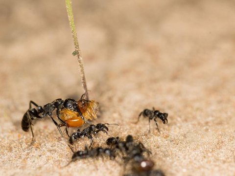 Jenis Semut Ini Mampu Menyembuhkan Diri dari Kematian dengan Liurnya