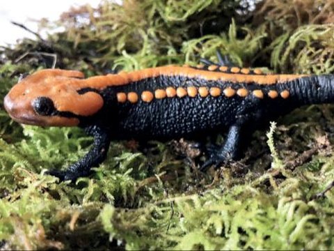 New Crocodile Type from Salamander Species Discovered, Tiny Size Only 6 cm!