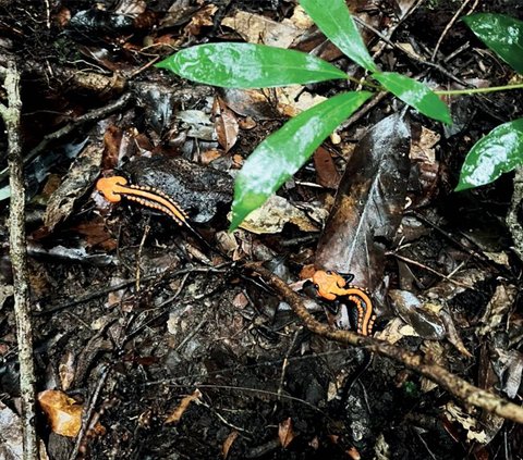 New Crocodile Type from Salamander Species Discovered, Tiny Size Only 6 cm!