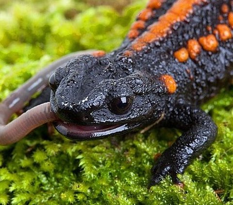 New Crocodile Type from Salamander Species Discovered, Tiny Size Only 6 cm!