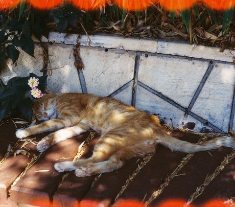 Wisdom and Prayer for Deceased Cats, along with Burial Procedures in Islam