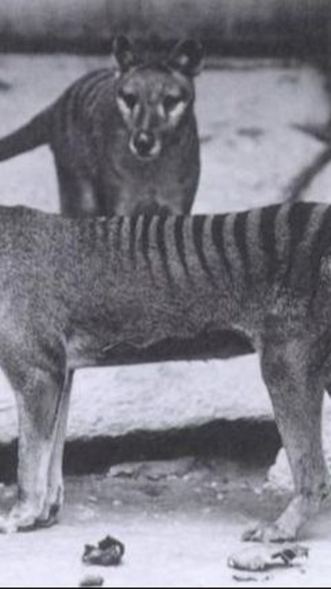 3. Laporan Penampakan Harimau Tasmania yang Dianggap Punah Sejak 1936<br>