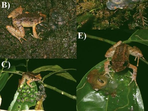 New Species of Small Frog Discovered in Indonesia, Only 3 Cm in Size!