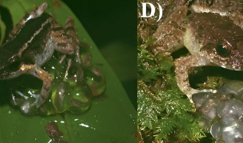 Spesies yang baru dideskripsikan, bernama Limnonectes phyllofolia, hidup di Sulawesi, sebuah pulau pegunungan terjal yang merupakan bagian dari Indonesia.