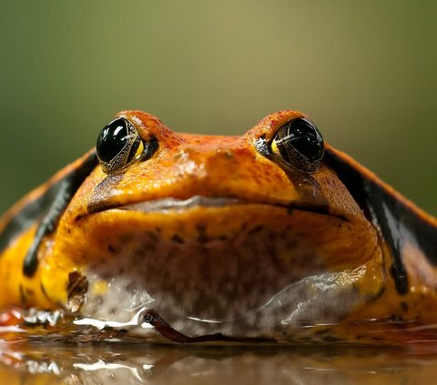 New Species of Small Frog Discovered in Indonesia, Only 3 Cm in Size!