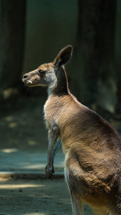 Scientists Claim Ancient Kangaroos Did Not Jump, This Is How It Happened