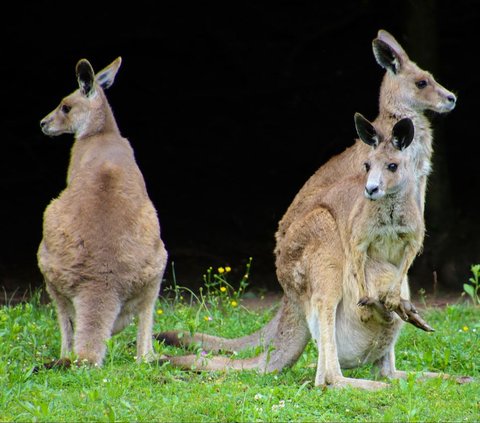 Scientists Claim Ancient Kangaroos Did Not Jump, Here's How It Went