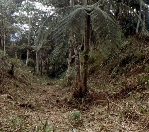 Arkeolog Temukan Kota Canggih yang Mendadak Hilang 3.000 Tahun Lalu, di Sini Lokasinya