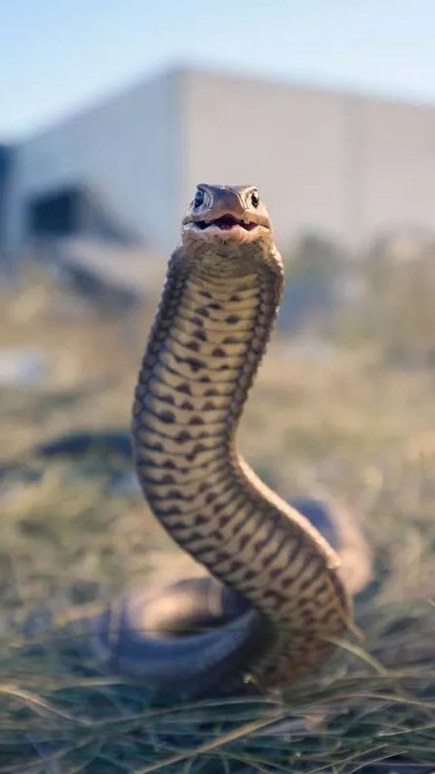 Sleeping Soundly on the Mattress at Midnight, This Woman Was Suddenly Bitten by the Most Deadly Snake in the World