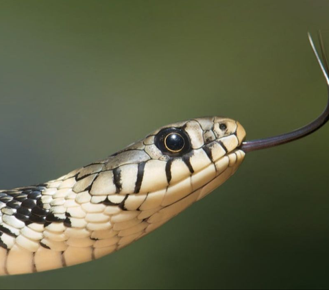 Sleeping Soundly on the Mattress at Midnight, This Woman Was Suddenly Bitten by the Most Deadly Snake in the World