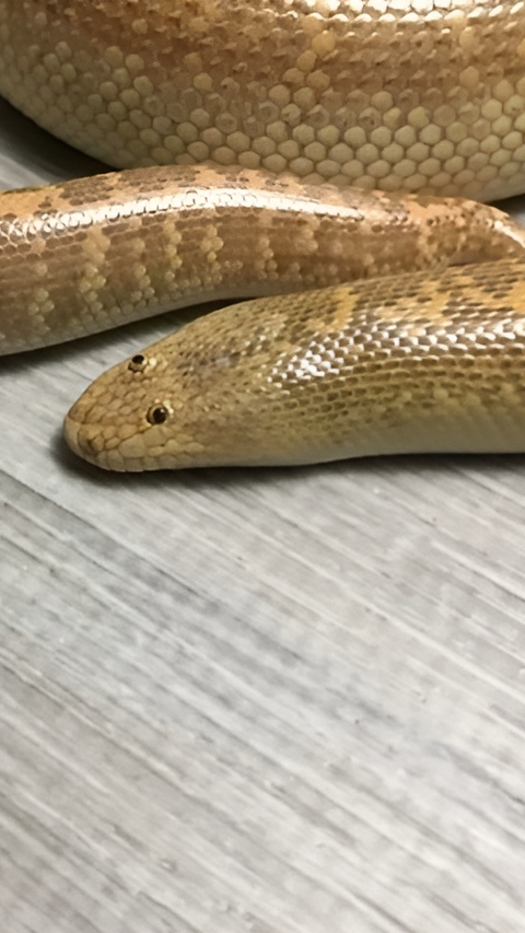 Sleeping Soundly on the Mattress at Midnight, This Woman Was Suddenly Bitten by the Most Deadly Snake in the World