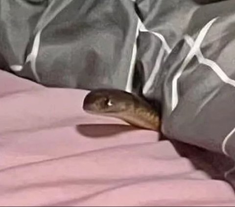 Sleeping Soundly on the Mattress at Midnight, This Woman Was Suddenly Bitten by the Most Deadly Snake in the World