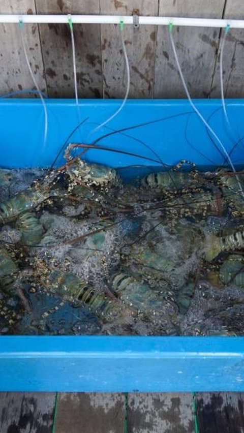 Kolaborasi dengan Vietnam Perbesar Peluang Indonesia Jadi Bagian Rantai Pasok Lobster Global