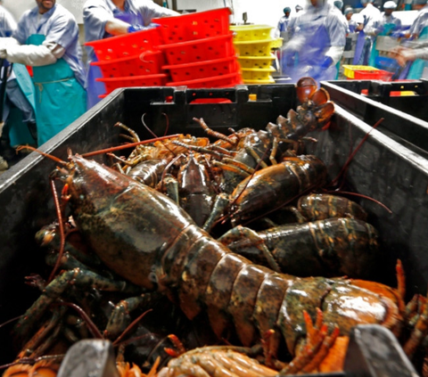 Kolaborasi dengan Vietnam Perbesar Peluang Indonesia Jadi Bagian Rantai Pasok Lobster Global