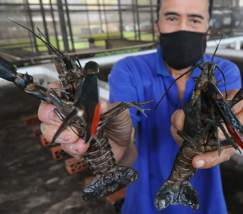 Kolaborasi dengan Vietnam Perbesar Peluang Indonesia Jadi Bagian Rantai Pasok Lobster Global