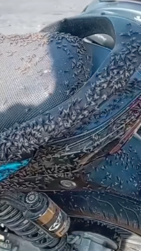 Viral Motor Dikerubungi Lalat di Kintamani Bikin Warganet Merinding