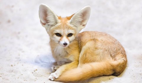 7. Fennec Fox