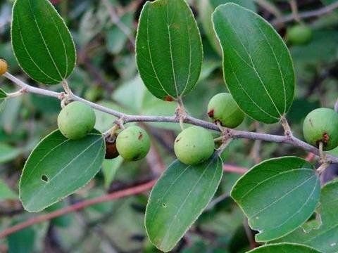 Mengenal Daun Bidara