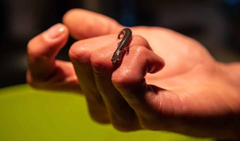 1. Salamander Babies Resemble Frog Babies!