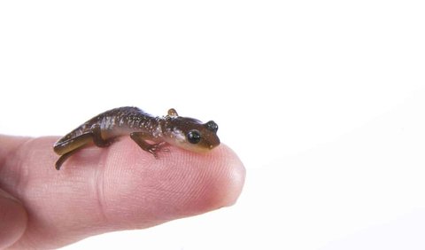 <b>3. Spesies salamander tertentu bisa tumbuh hingga hampir 6 kaki panjangnya.</b>