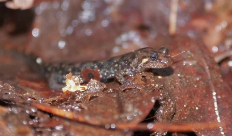 6. Some salamanders are capable of regenerating injured body parts.