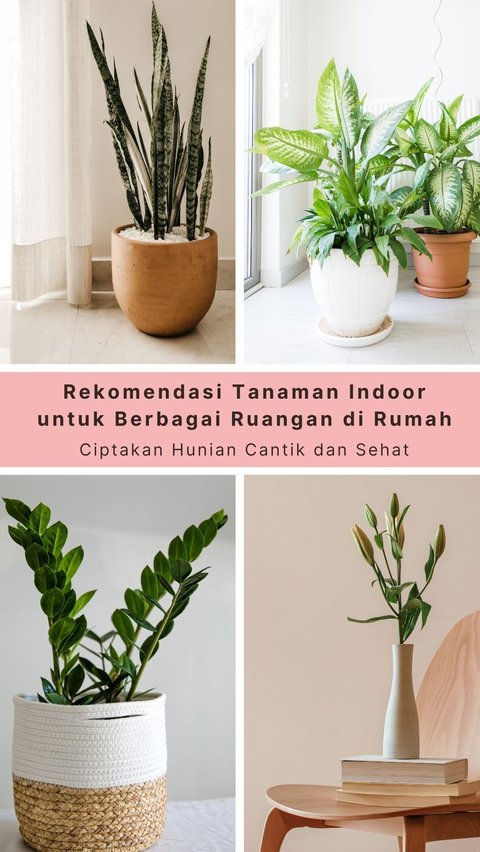 Indoor Plant Recommendations for Various Rooms in the House, Create Beautiful and Healthy Dwellings