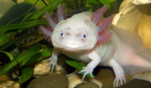 <b>1. Axolotl Terlihat Seperti Bayi Sepanjang Hidupnya</b><br>