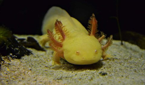<b>2. Axolotl adalah Karnivora dan Predator Teratas di Habitat Alaminya</b><br>