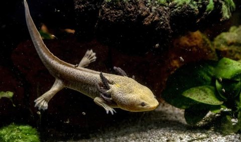 4. Axolotl Threatened with Extinction in Its Natural Habitat