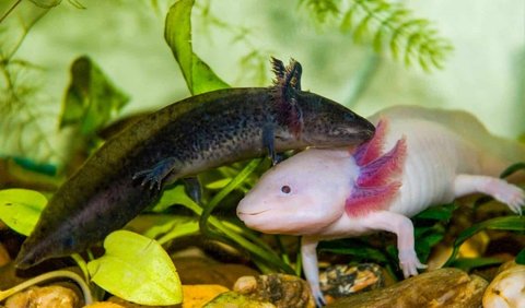 <b>5. Orang Bisa Makan Axolotl</b><br>