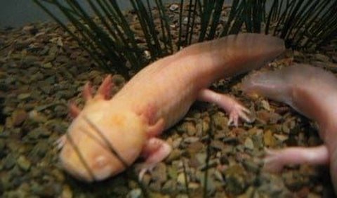 7. Axolotl Potentially Helps Humans Cure Some Diseases