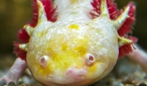 <b>10. Axolotl Dapat Menumbuhkan Kembali Hampir Setiap Bagian Tubuhnya</b><br>