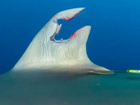 Its Fins Torn and Cut, within a Year This Shark Can Heal Itself