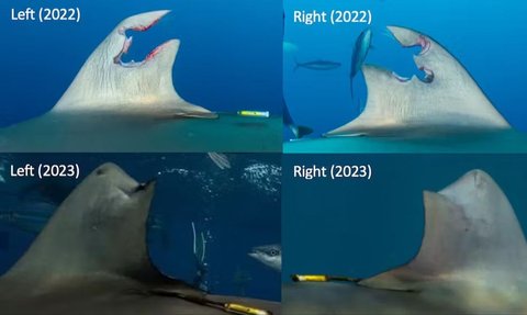 Its Fins Torn and Cut, within a Year This Shark Can Heal Itself