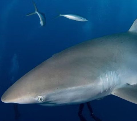 The case involves a whale shark in the Indian Ocean, which managed to regrow its dorsal fin after a ship accident in 2006.