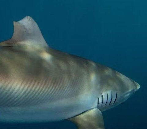 Its Fins Torn and Cut, within a Year This Shark Can Heal Itself