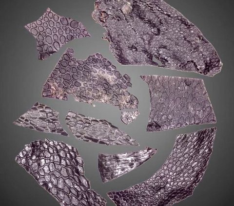 Excitement Over the Discovery of Scaly Animal Skin Like Reptiles 288 Million Years Old