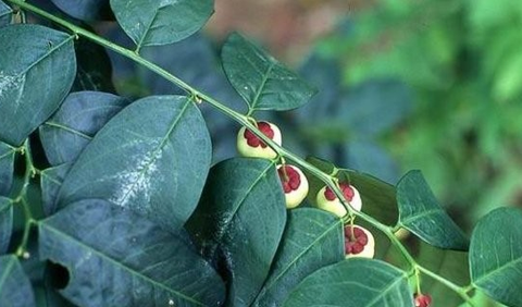 Kandungan Gizi Daun Katuk