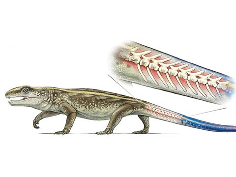 Sensational Discovery of Scaled Animal Skin Like a 288 Million-Year-Old Reptile
