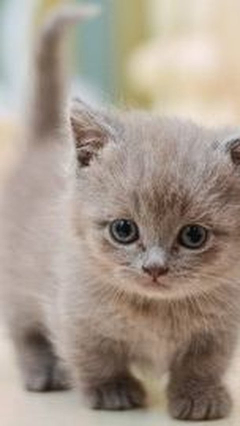 Jenis Kucing Kaki Pendek Imut,  Mempunyai Sederet Kelebihan dan Risiko Pelihara <br>