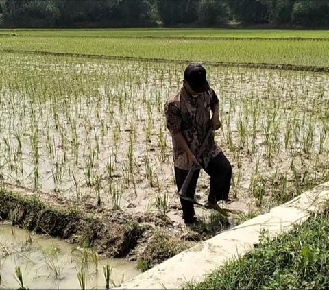 Nestapa Petani Kacung Supriatna, Syok Tak Pernah Ngutang Tiba-Tiba Dapat Tagihan Rp4 M dari Bank