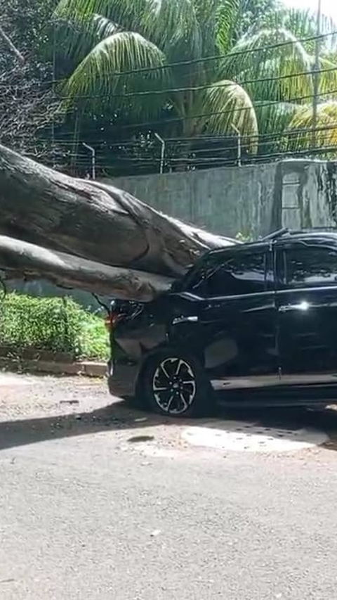 Ada Pohon Tumbang di Dekat Rumah Prabowo, Fortuner Ringsek