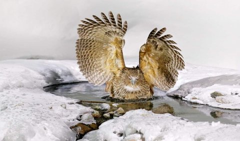 1. Burung Hantu Ikan Blakiston

1. Blakiston's Fish Owl