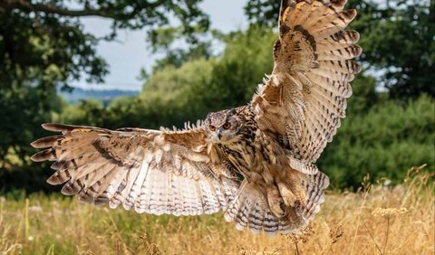 2. Eurasian Eagle-Owl