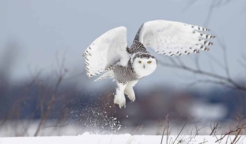 5. Snowy Owl