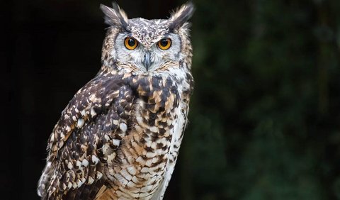6. Large Horned Owl