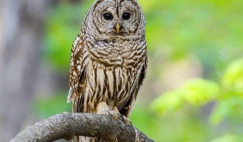 9. Barred Owl